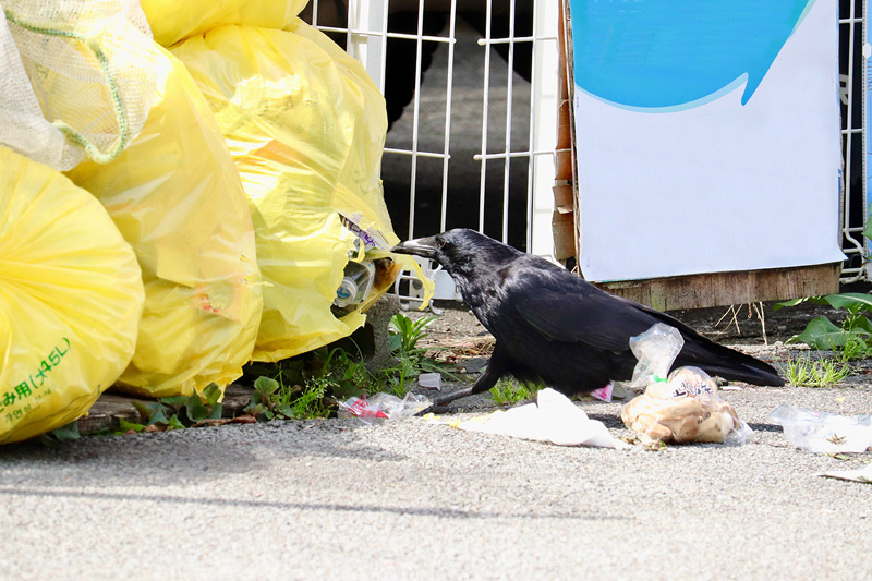 動物によるゴミ漁り被害